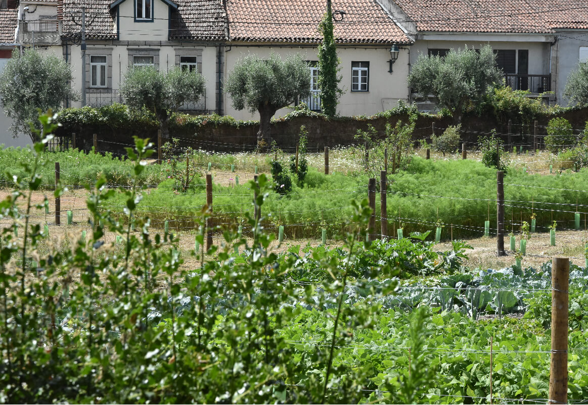 Iberico Nogueira 021