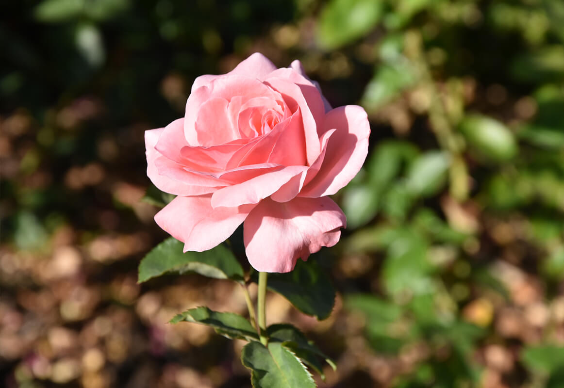 casa-de-santar-jardins-