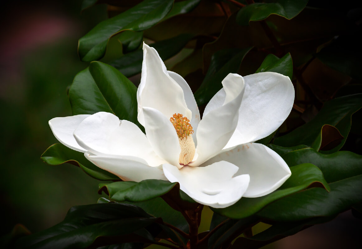Magnolia 02