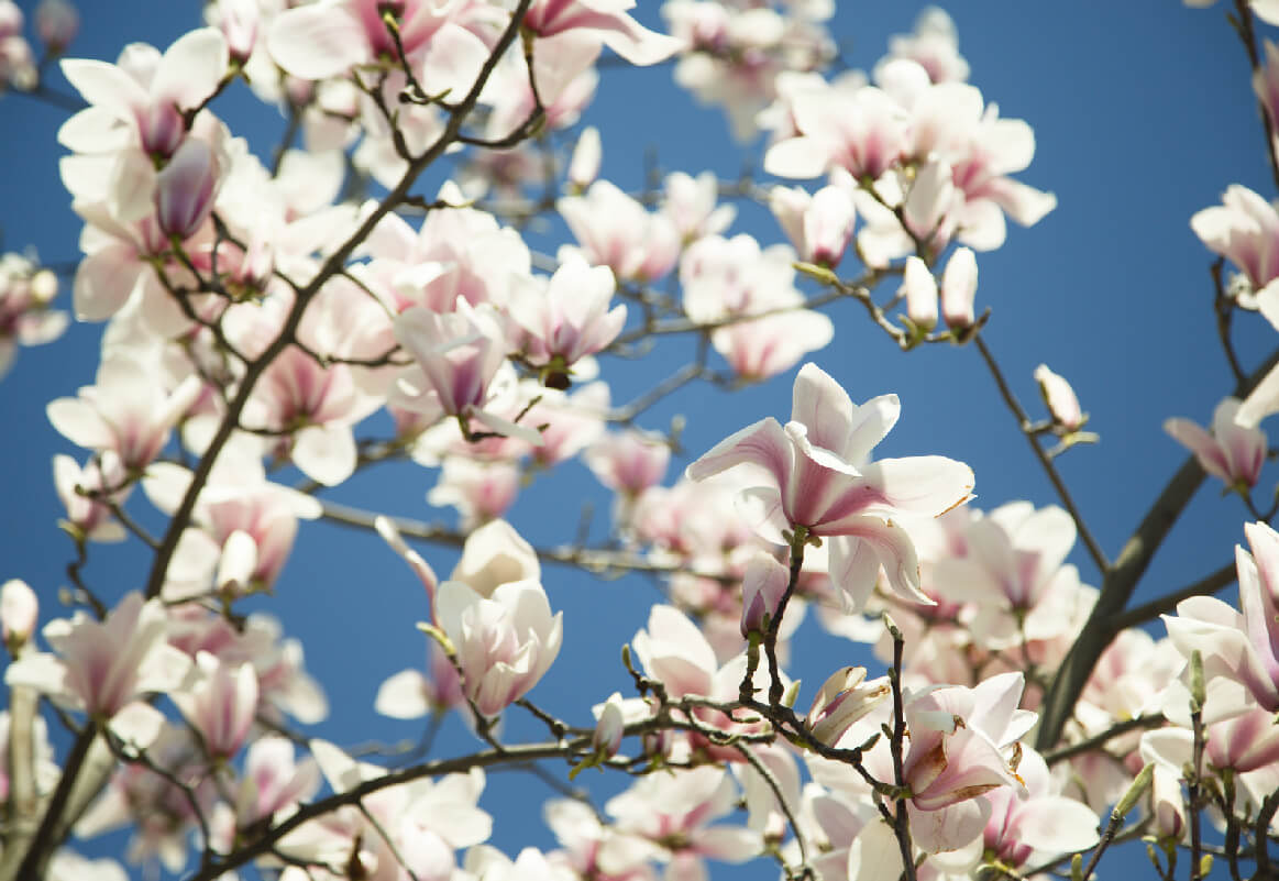 Magnolia 03