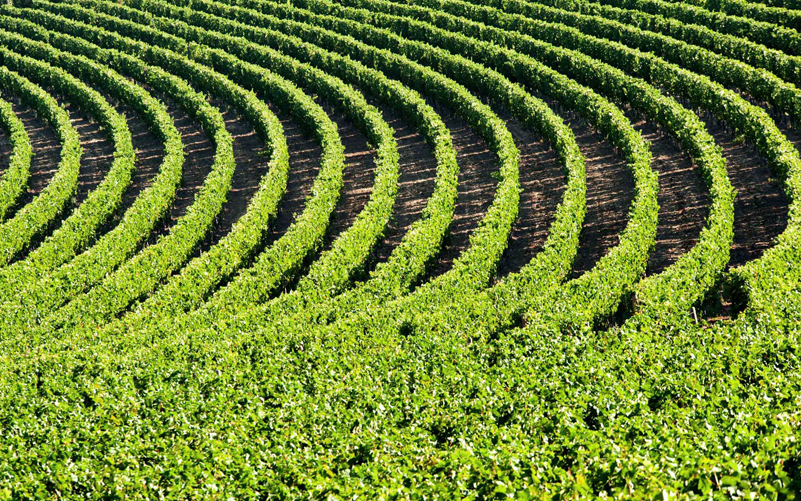 caruncho-portfolio-6